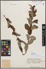 Foto von Salix phylicifolia var. sinensis Hand.-Mazz.